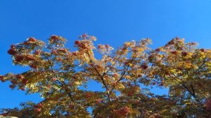 Народные приметы о РЯБИНЕ