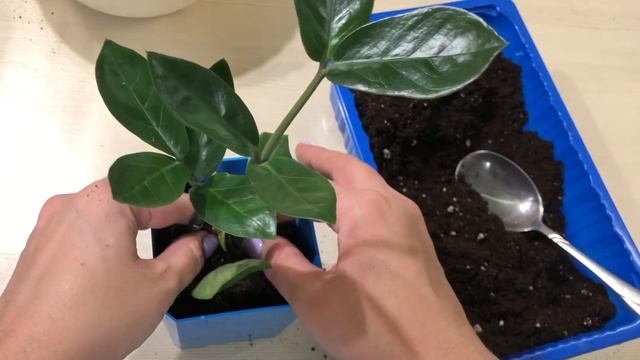 Как я провалила свой эксперимент￼ / В какой грунт или субстрат посадить Замиокулькас?￼ смотреть онлайн