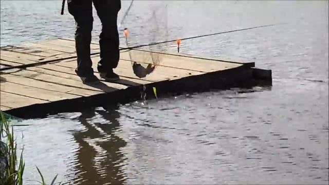 Платная рыбалка в Пирогово-Коргашино смотреть онлайн