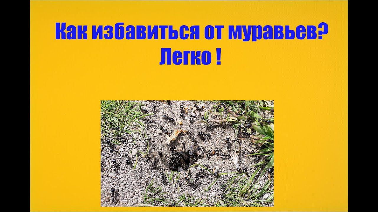 ПРОВЕРЕННОЕ И ЭФФЕКТИВНОЕ СРЕДСТВО ОТ МУРАВЬЕВ смотреть онлайн