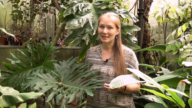 Экскурсии по Ботаническому саду ПГНИУ. Какао и растения влажных тропиков смотреть онлайн