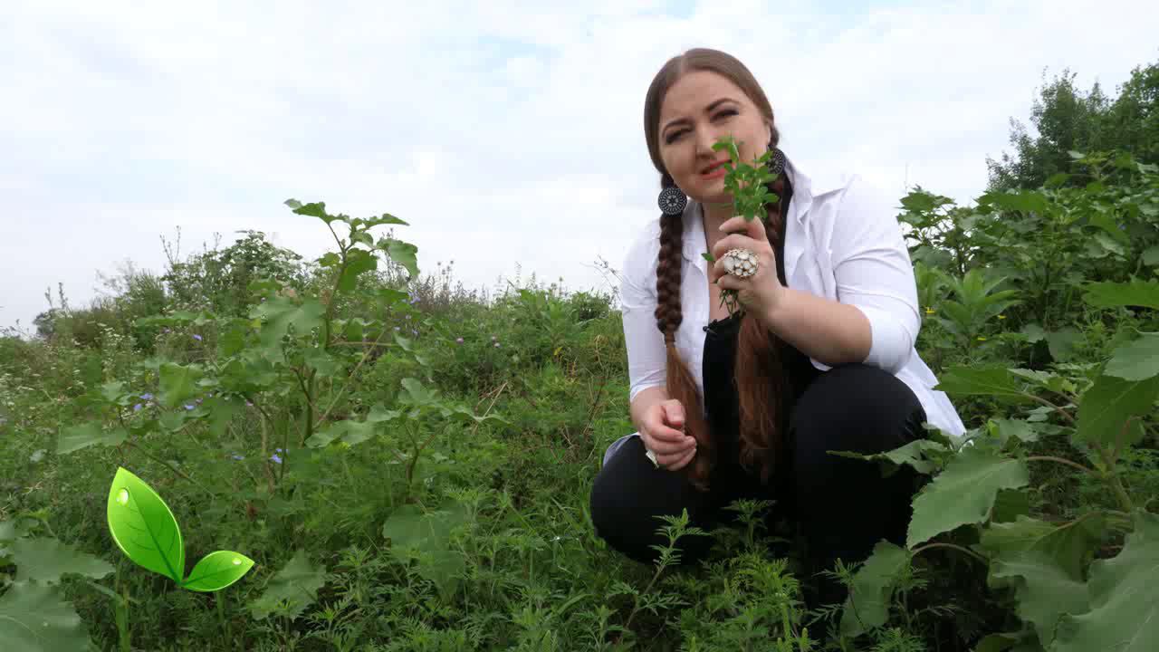 ОСТОРОЖНО!!! Кардаг (ТРАВЫ) Ладжирттаг - спорыш, птичий горец смотреть онлайн