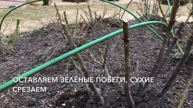 Розарий. Обрезка роз после зимы. Снимаем укрытия. смотреть онлайн