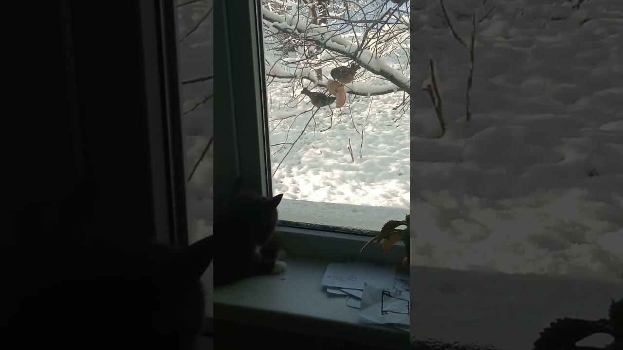 В засаде смотреть онлайн