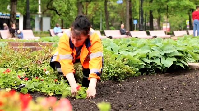 Белые, красные и розовые пеларгонии высадили в Новопушкинском сквере смотреть онлайн