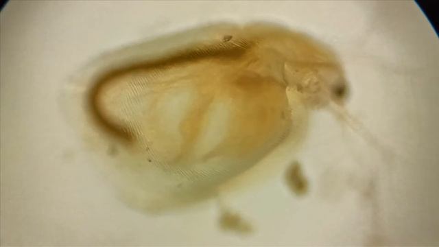 Дафния – водяная блоха смотреть онлайн