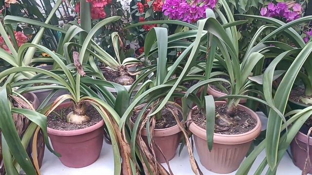 BULBOS MADUROS EN INVIERNO HIPPEASTRUM Amaryllis смотреть онлайн