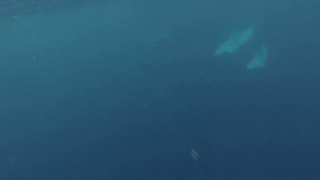As I've Met Wild Dolphins / Встреча с дельфинами в природе смотреть онлайн