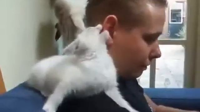 Очень ласковые котята!! Мило! смотреть онлайн