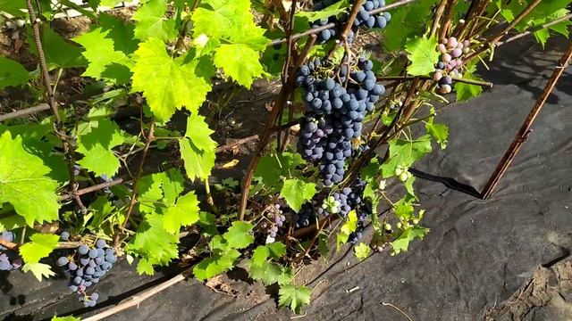 Как выглядит виноград на 28.08.2023 смотреть онлайн