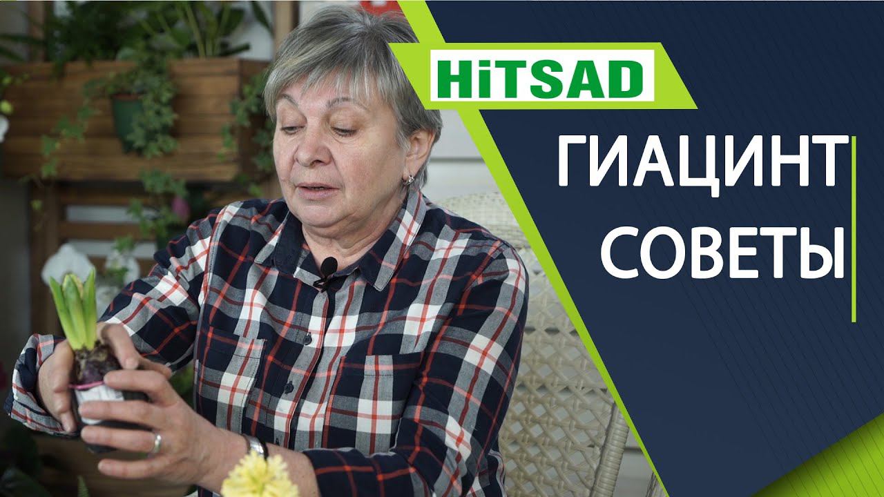 Гиацинт после покупки Гиацинт - Посадка и Уход смотреть онлайн