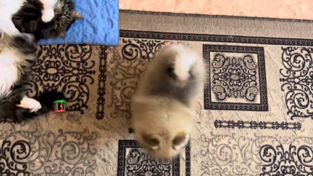 Померанский шпиц Чик