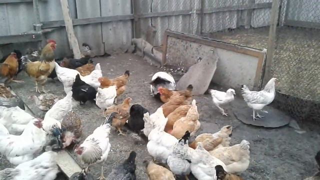 Домашние куры. смотреть онлайн