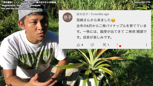 【再生栽培】1年経過のパイナップルの様子！育て方，管理方法など．How to grow pineapple. A year has passed! Purchased at store. смотреть онлайн