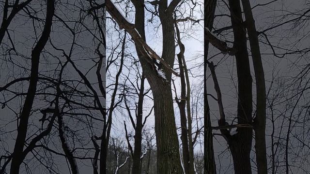 Малиновая гряда - деревья старожилы. Дуб на склоне часть 2 смотреть онлайн