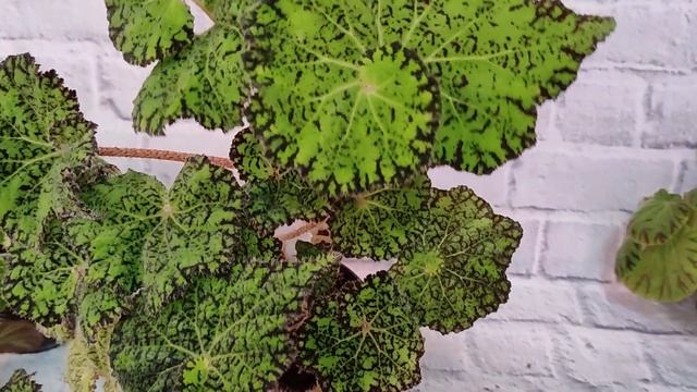 Зеленые бегонии - не значит простые. смотреть онлайн