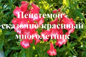 Пенстемон - сказочно красивый многолетник