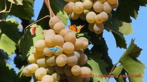 Виноград плодовый Бианка (vitis bianka) ? виноград Бианка обзор: как сажать рассада винограда Бианк