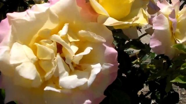 АНАПА. УЛИЦА ТЕРСКАЯ. ВИНОГРАД, ЦВЕТЫ, ОРЕХИ, АБРИКОС. смотреть онлайн