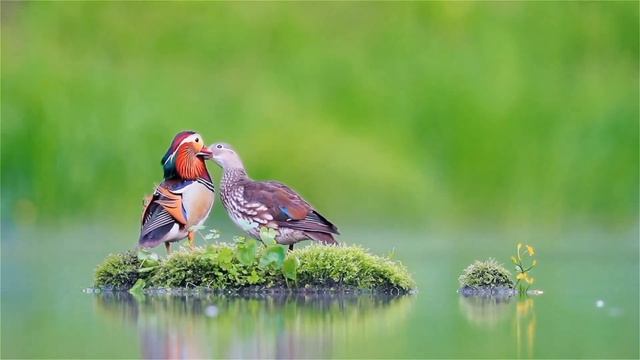 Шукроналик қандай ёзилади? #психолог #psixolog #shukrona #шукроналик #шукрона_ёзиш #shukrona_yozish