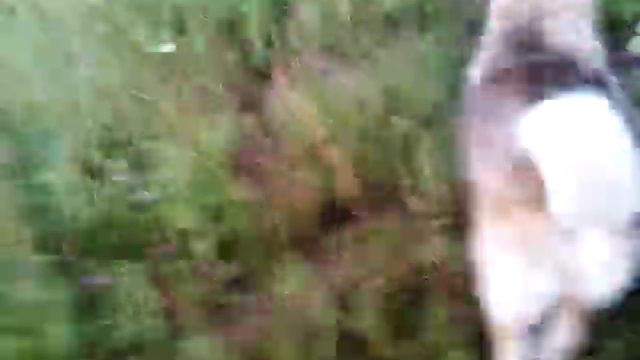 Упрямый Туман смотреть онлайн