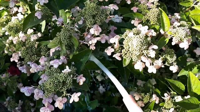 СРОЧНО КИСЛЫМ молоком гортензию. смотреть онлайн