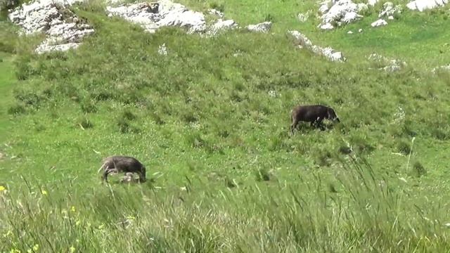 Кабаны в горах Крыма, 29.6.22 смотреть онлайн