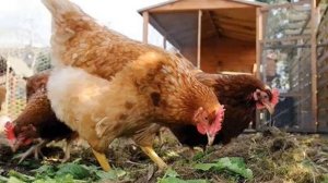 КУРЫ РЕДБРО ОПИСАНИЕ ПОРОДЫ