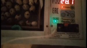 Инкубация перепелиных яиц в Блиц Норме