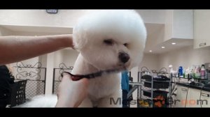 Стрижка головы бишона, короткий вариант