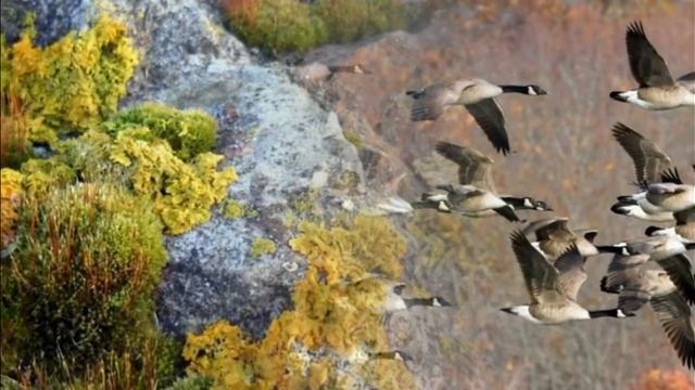 Александр Городницкий - Полночное солнце смотреть онлайн