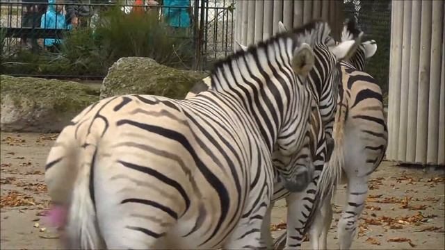 Damara Zebra (Equus Quagga Antiquorum)