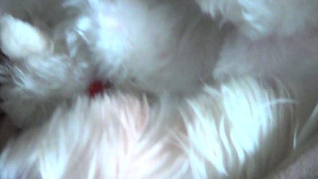 КАК спит мой пёс смотреть онлайн