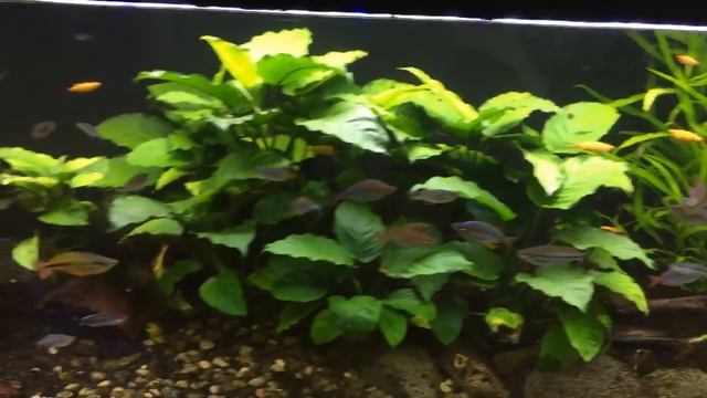 ? Ember Tetra Spawning and Breeding Aquarium Setup and Attempt смотреть онлайн