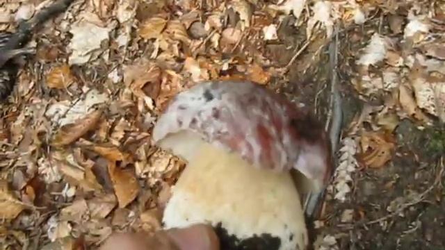 I Faggi di Ottobre.wmv смотреть онлайн