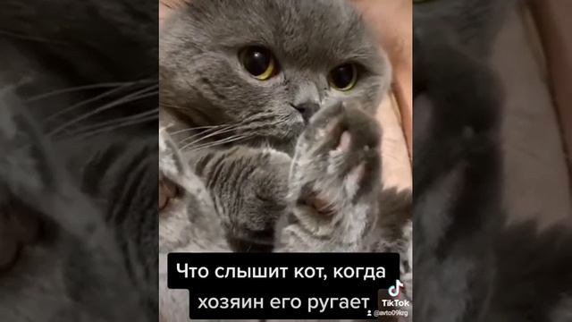 Что слышит кот, когда хозяин его ругает смотреть онлайн