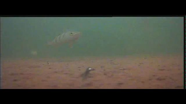 Зимняя рыбалка с подводной камерой на водоеме Ульяновский (Кем область 9.12.18) смотреть онлайн