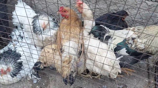 ТАУЫҚ БАЗАР ШЫМКЕНТ 22.10.23Ж. смотреть онлайн