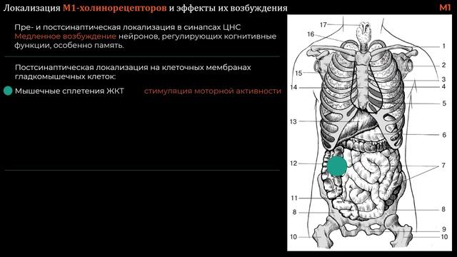 №1 Холинергический синапс. Холинергические рецепторы смотреть онлайн