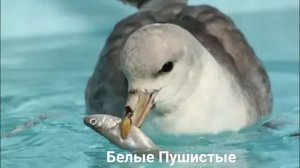 ГЛУПЫШ?/Птицы/Животные/Интересные факты