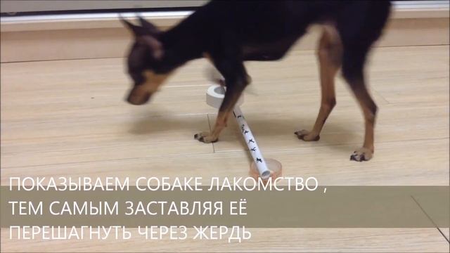 Tosya - jumping_dog - ВИДЕО-УРОК "БАРЬЕР" смотреть онлайн