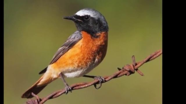 Горихвостка смотреть онлайн