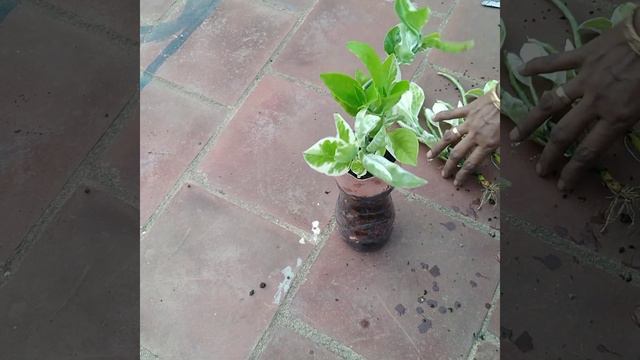 The Entacloo Croton plant propagation/ how to grow croton from cuttings/easy method of propagation. смотреть онлайн