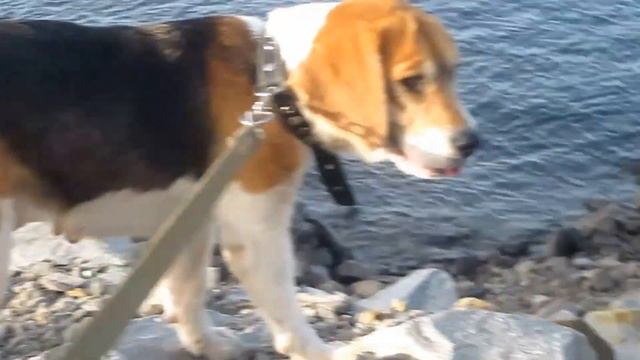 Весёлый бигль // Funny beagle смотреть онлайн