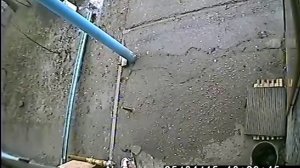 Стая собак разрывает кошку у дома (вид с камеры под козырьком)