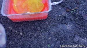 Подготовка луковиц тюльпанов и крокусов к посадке.