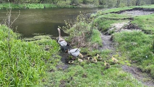 Папа Гусь и Мама Гусыня первый раз ведут своих деток купаться. Goslings swam for the first time!!! смотреть онлайн