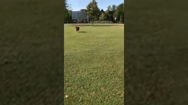 Yatan cane fedele смотреть онлайн