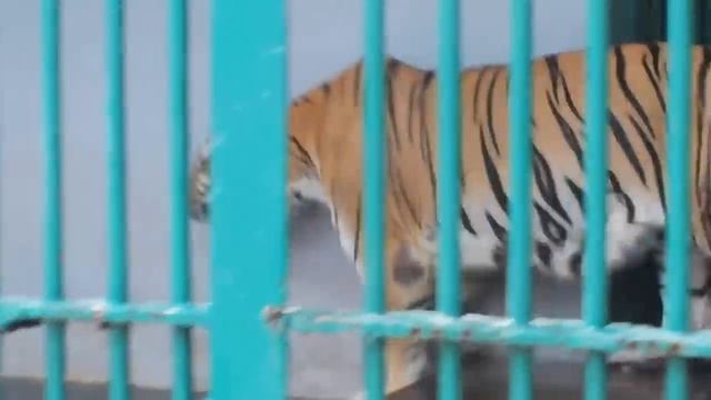 Bengal Tiger - Thiruvananthapuram Zoo