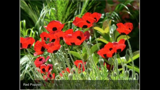 My Summer Garden смотреть онлайн